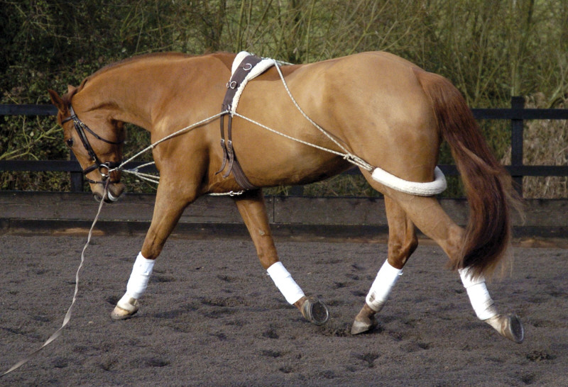 Pessoa Training System On A Horse