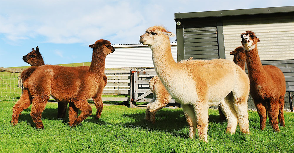 Alpacas – Could They Change Your Horsey’s Life for the Better?