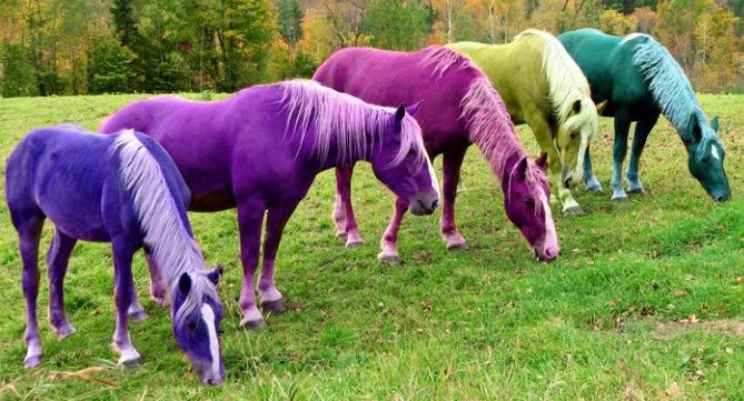 colours that suit my horse