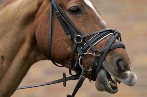 different types of nosebands