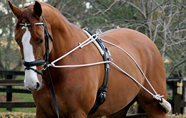 horse training aids
